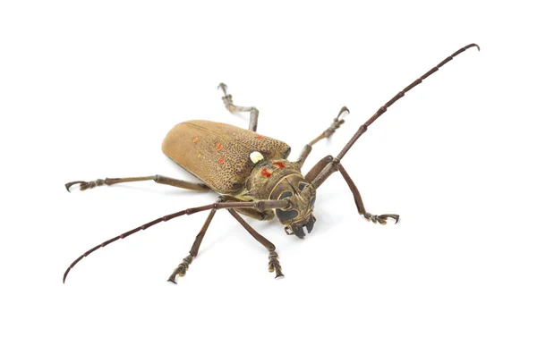 Mango tree borer — Stock Photo, Image