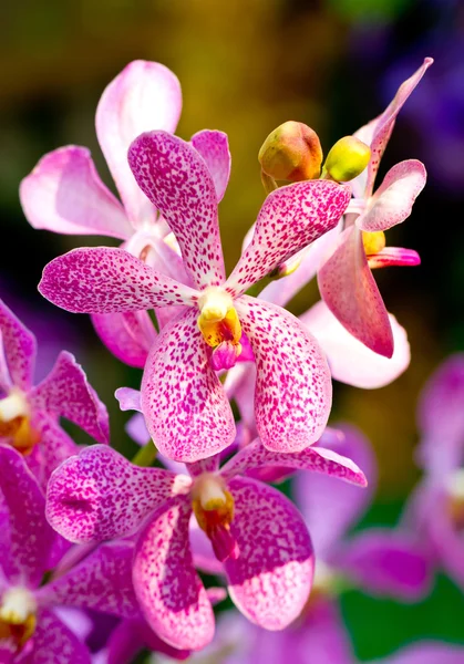 Цветы розовой орхидеи. — стоковое фото