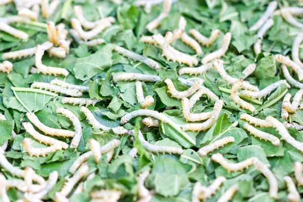Silkworms close up. — Stock Photo, Image