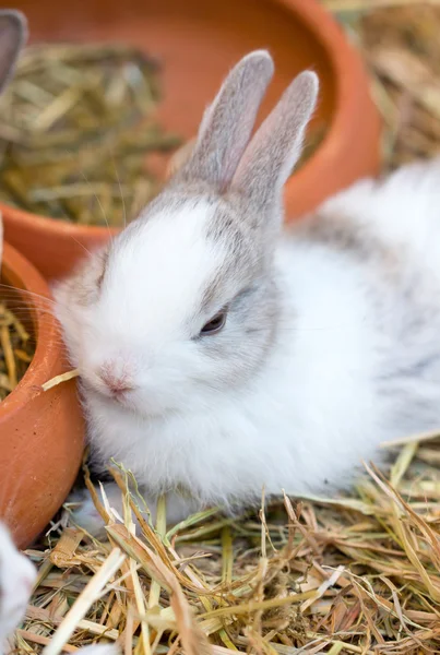 Junger weißer Hase sitzt auf Stroh. — Stockfoto