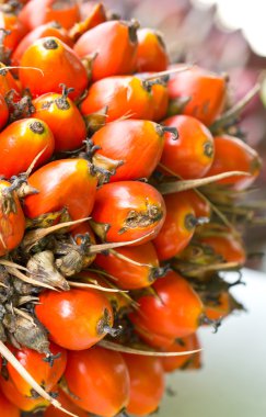 palmiye meyve yakın çekim.