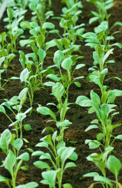 Çince lahana sebze bahçesi.