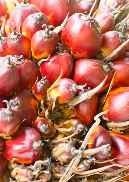 Palm vruchten close-up. — Stockfoto