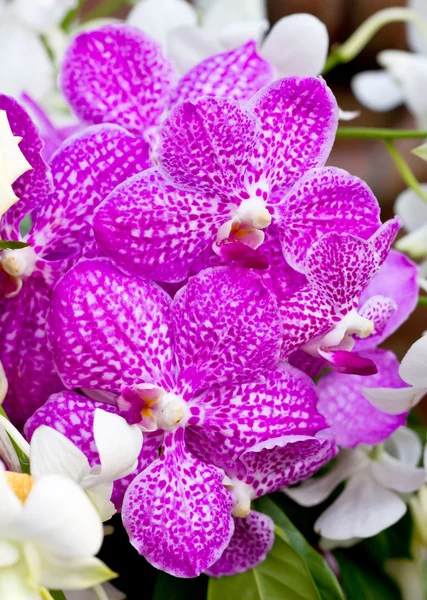 Purple vanda orchid. — Stock Photo, Image