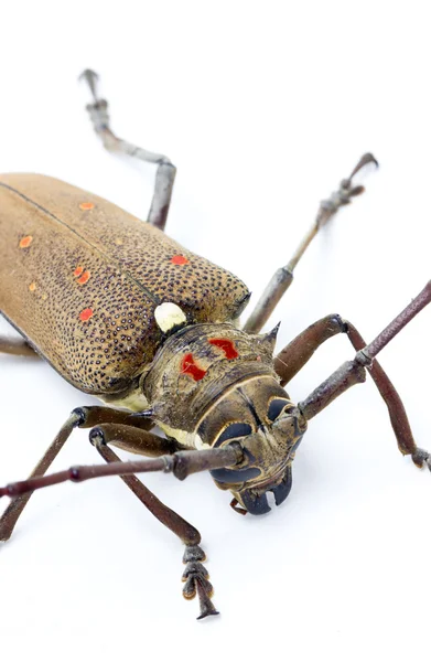 Mango tree borer — Stockfoto