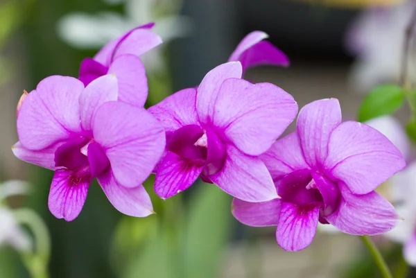 Фиолетовые орхидеи . — стоковое фото
