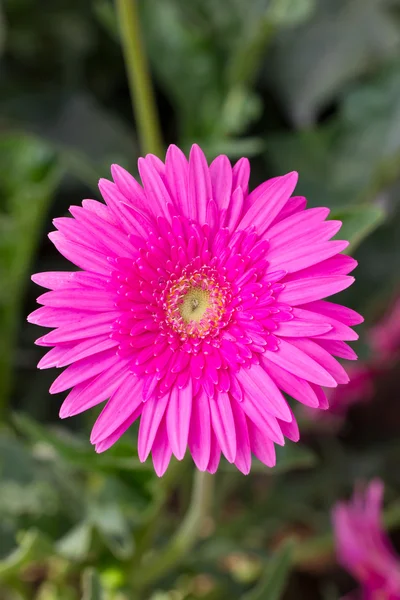 Pink gerbera flower. — Stock Photo, Image