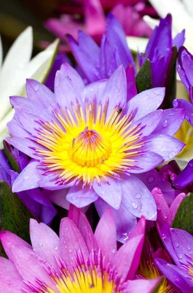 Many multicolored water lilies — Stock Photo, Image