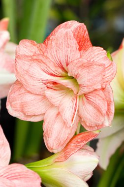 Hippeastrum veya amaryllis çiçek.