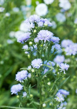 hafif mor papatya çiçekleri.