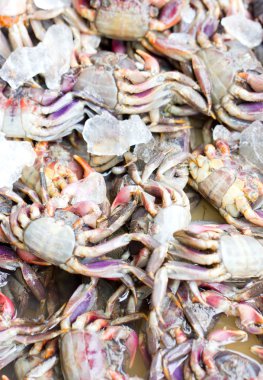 buz ile taze Yengeç.