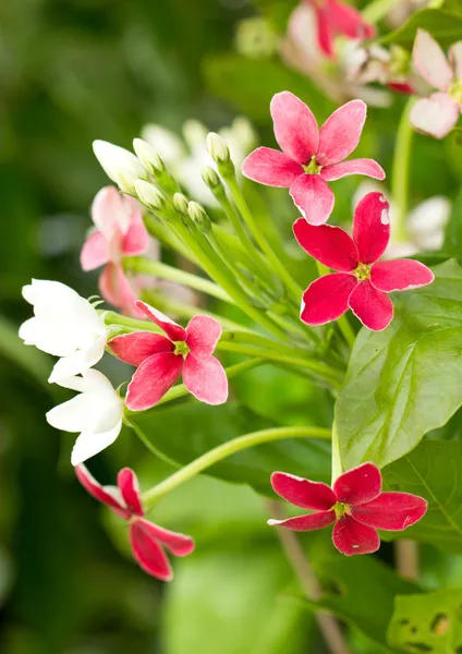 Chinese honey Suckle or Rangoon Creeper flowers. — Stock Photo, Image