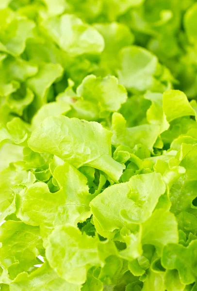 Close up of Green Oak salad leaves. — Stock Photo, Image