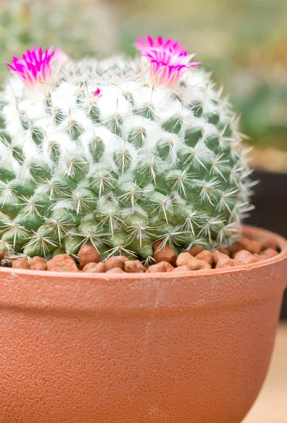 Pink cactus flowers. — Stock Photo, Image