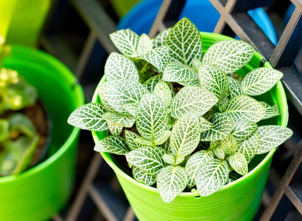 Planta nervosa ou planta mosaica em vaso . — Fotografia de Stock