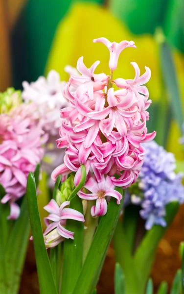 Hyazinthe blüht im Garten. — Stockfoto