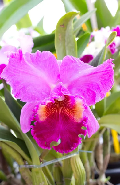 Fechar acima da flor da orquídea de Cattleya . — Fotografia de Stock