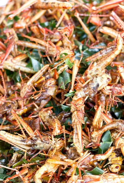 Pile of fried grasshopper. — Stock Photo, Image