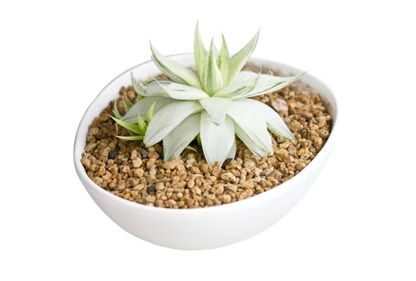 Succulent en pot — Photo
