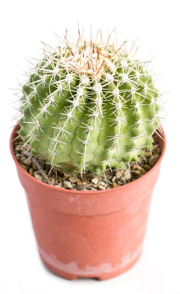 Cactus thorns in pot — Stock Photo, Image