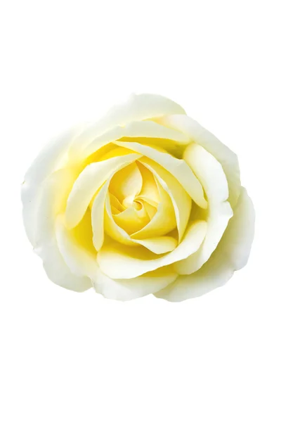 Rosa gialla singola — Foto Stock