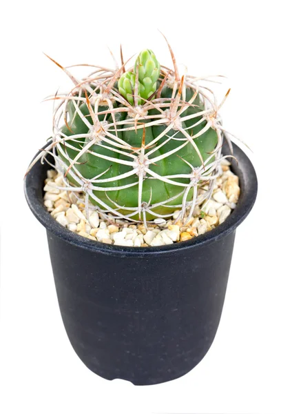 Semak kaktus dalam pot — Stok Foto