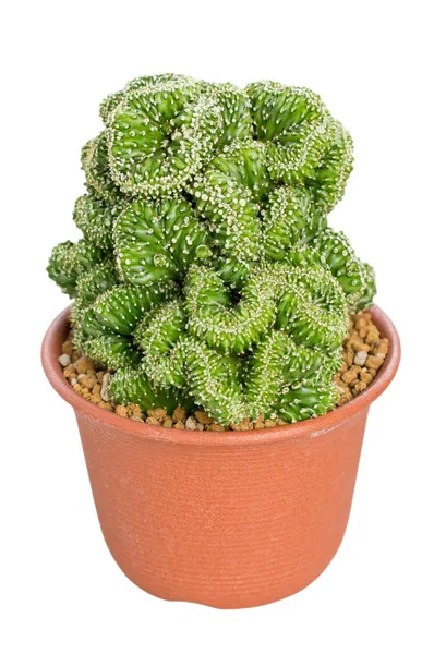 Cactus en pot — Photo