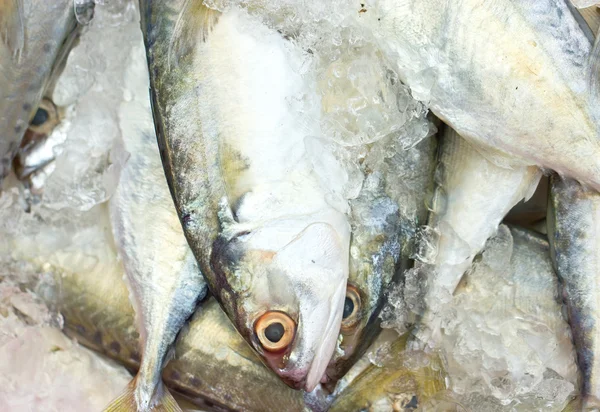 Pescado fresco de caballa con hielo . — Foto de Stock