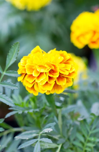 French marigold flower — Stock Photo, Image