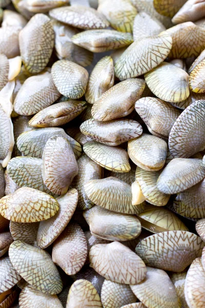 Fresh raw Surf clam. — Stock Photo, Image