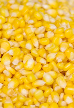 Ripe corn seed.