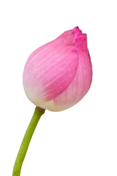 Rosa Lotus — Stockfoto