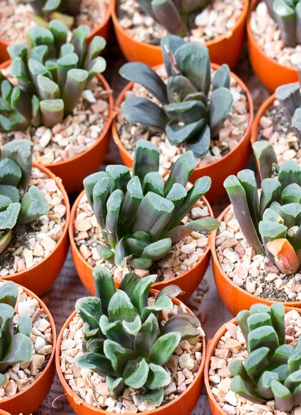 Many small succulent potted plants. — Stock Photo, Image