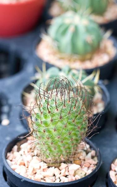 Small cactus in pot. — Stock Photo, Image