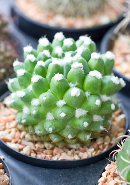 Small cactus in pot. — Stock Photo, Image