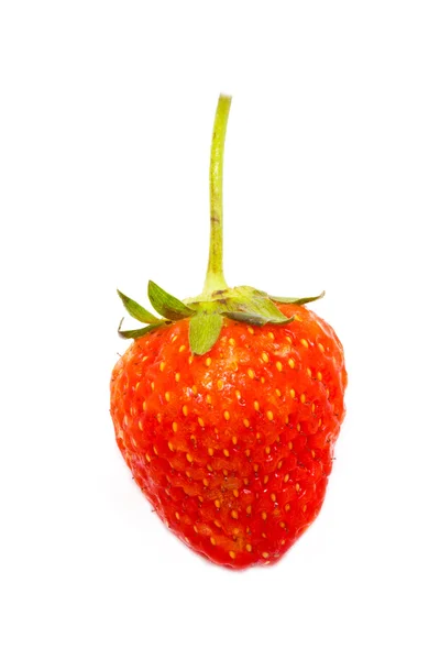 Fruta de fresa única —  Fotos de Stock