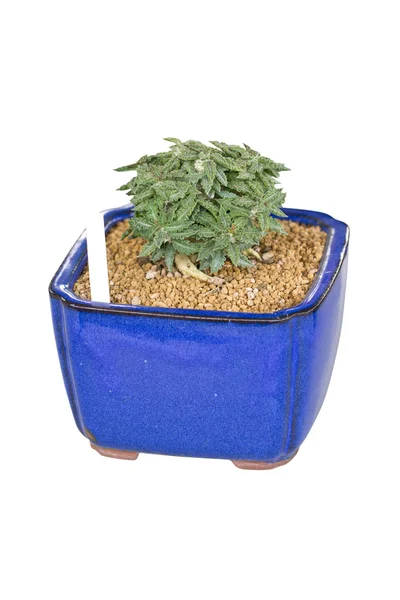 Cactus plante en pot — Photo