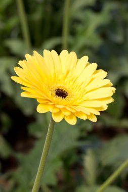 Sarı gerbera çiçek (parlak).