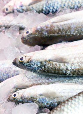 Gray Mullet fishes. clipart
