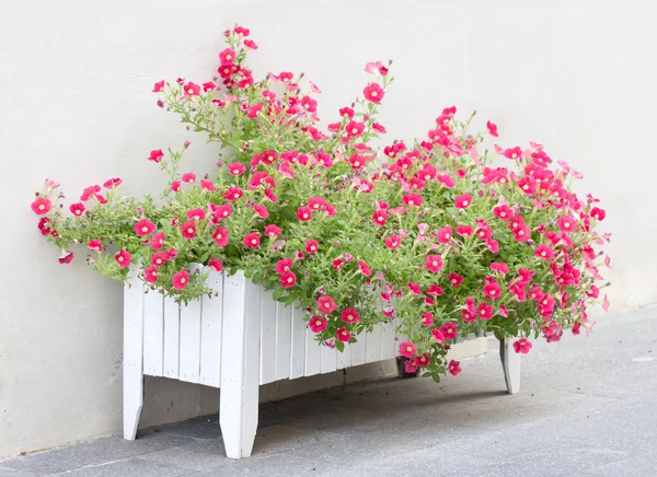 Petunia flowers in wooden pot. — Stock Photo, Image