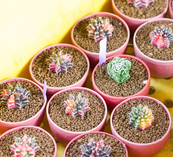 Variedad de maceta de cactus pequeños . —  Fotos de Stock