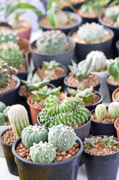 Varietà di piante in vaso di cactus — Foto Stock