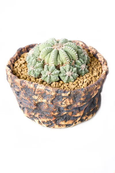 Tanaman pot Kaktus — Stok Foto