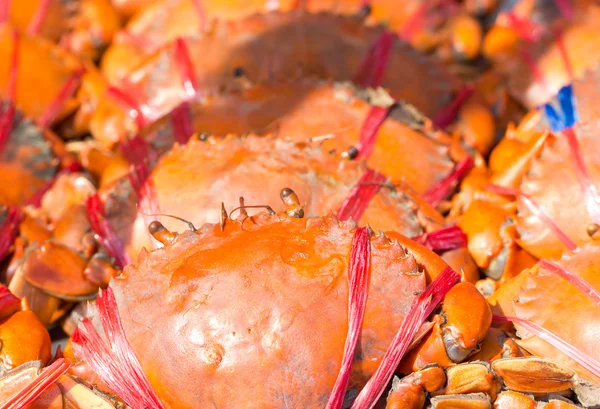 Crabe cuit . — Photo