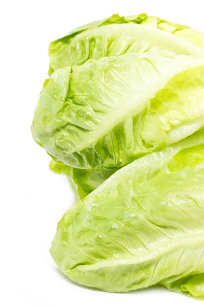 Baby Cos lettuce. — Stock Photo, Image