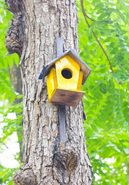 renkli kuş yuvası bir ağaçta ağaçtan.