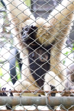 pileated gibbon erkek