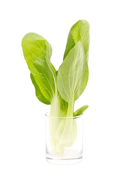 Čerstvý zelený bok choi — Stock fotografie