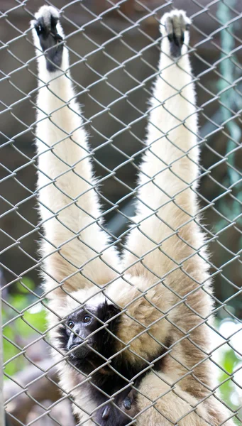 Gibbon pilé femelle — Photo