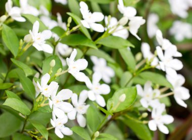 wringhtia antidysenterica r.br.